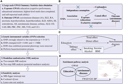 Large-scale genome-wide association study to identify causal relationships and potential mediators between education and autoimmune diseases